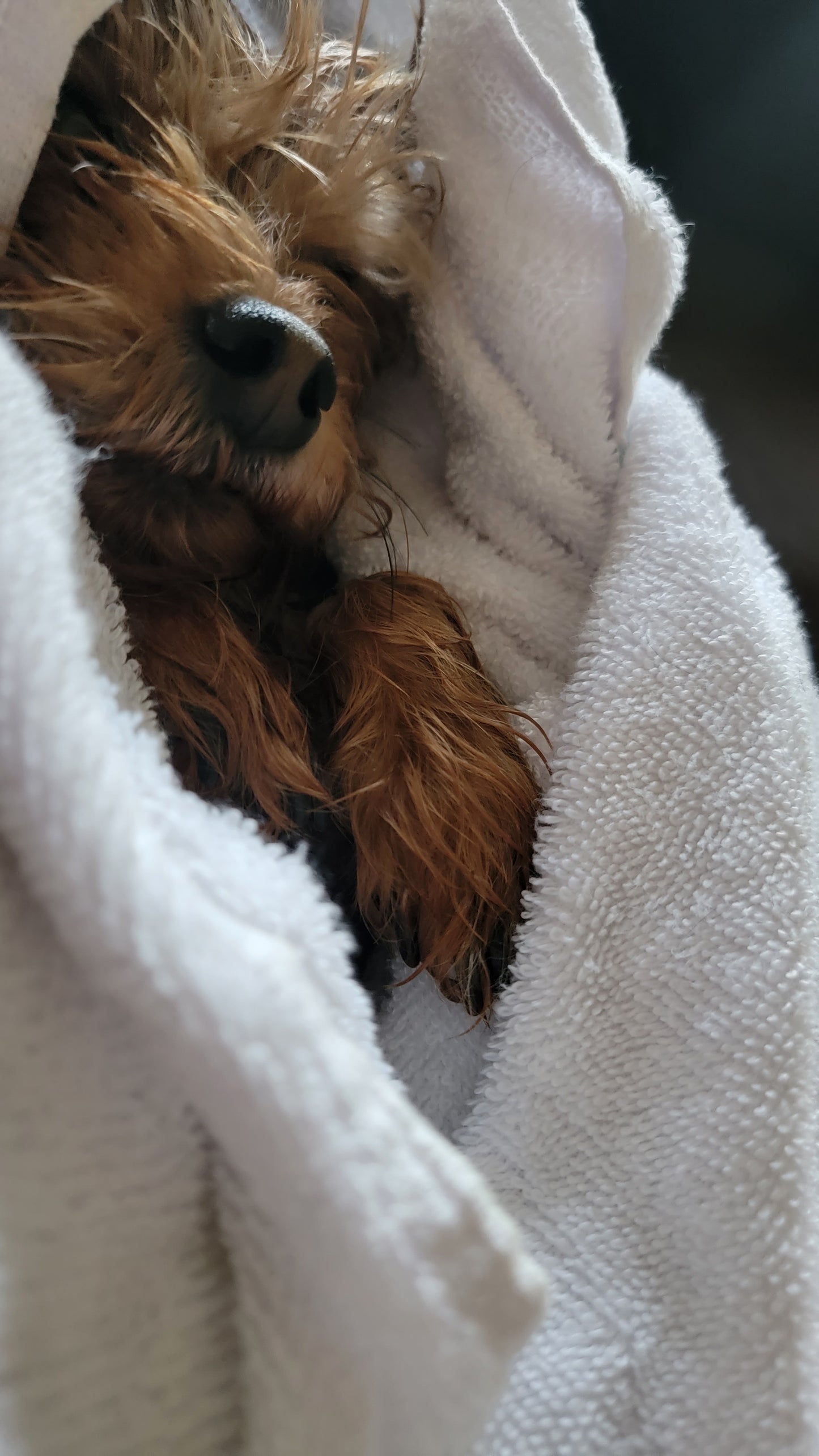 Fur Babies by Signature K