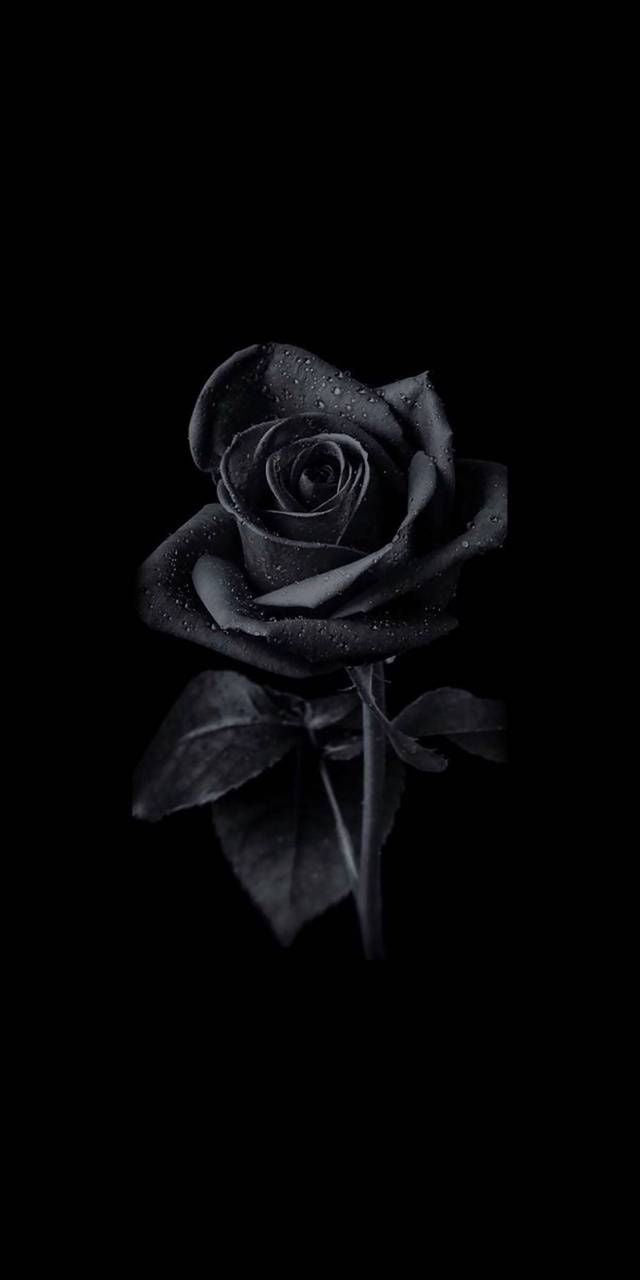 Scents Odor Eliminator - Black Rose